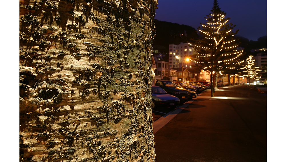 tree lights design wellington nz