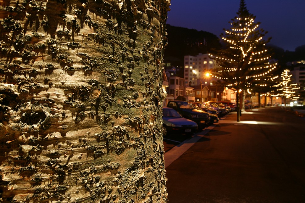 tree lights design wellington nz