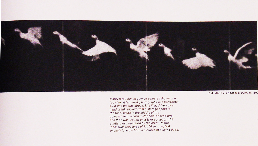 peregrine concept duck flight